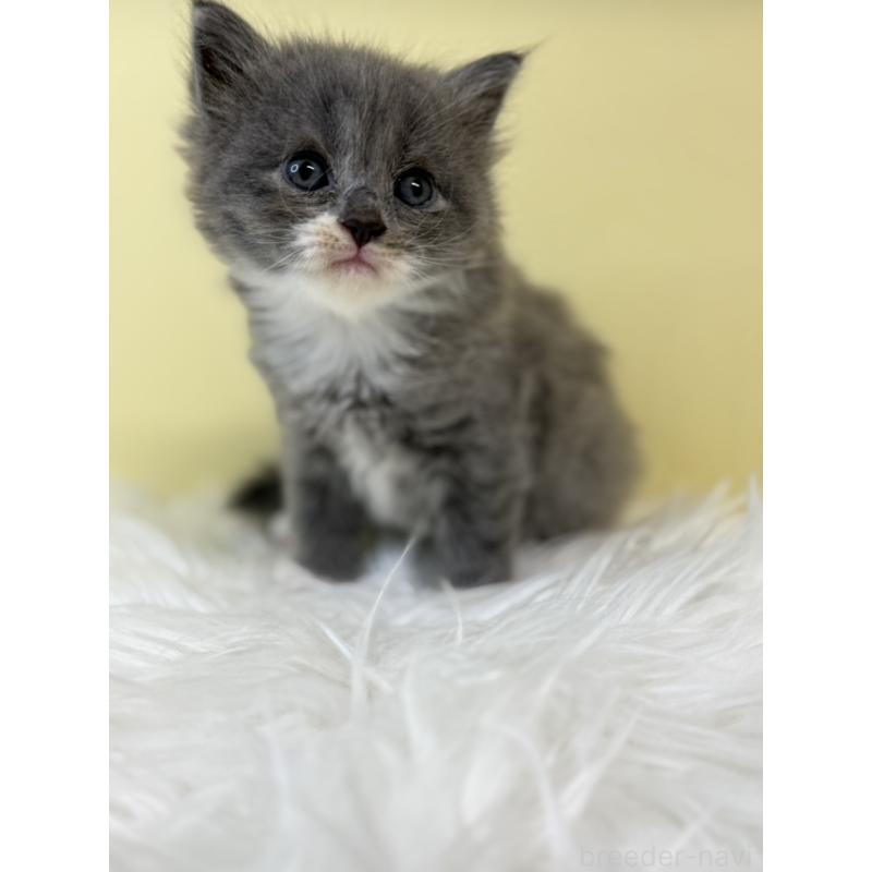 販売中の埼玉県のラガマフィン-134048の3枚目