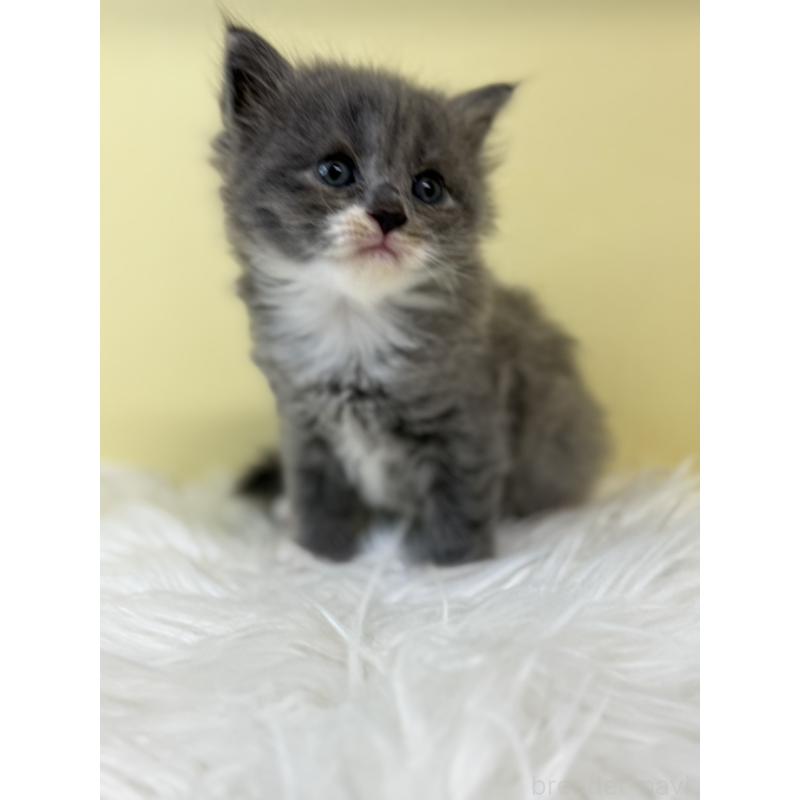 販売中の埼玉県のラガマフィン-134048の2枚目