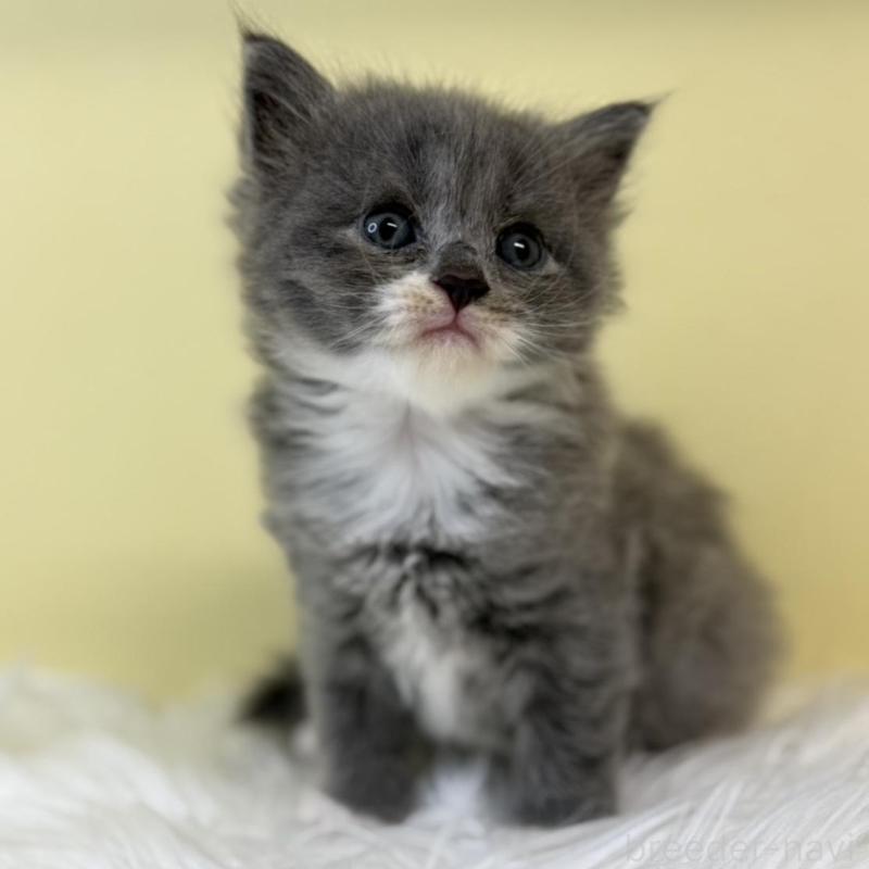 販売中の埼玉県のラガマフィン-134048の1枚目