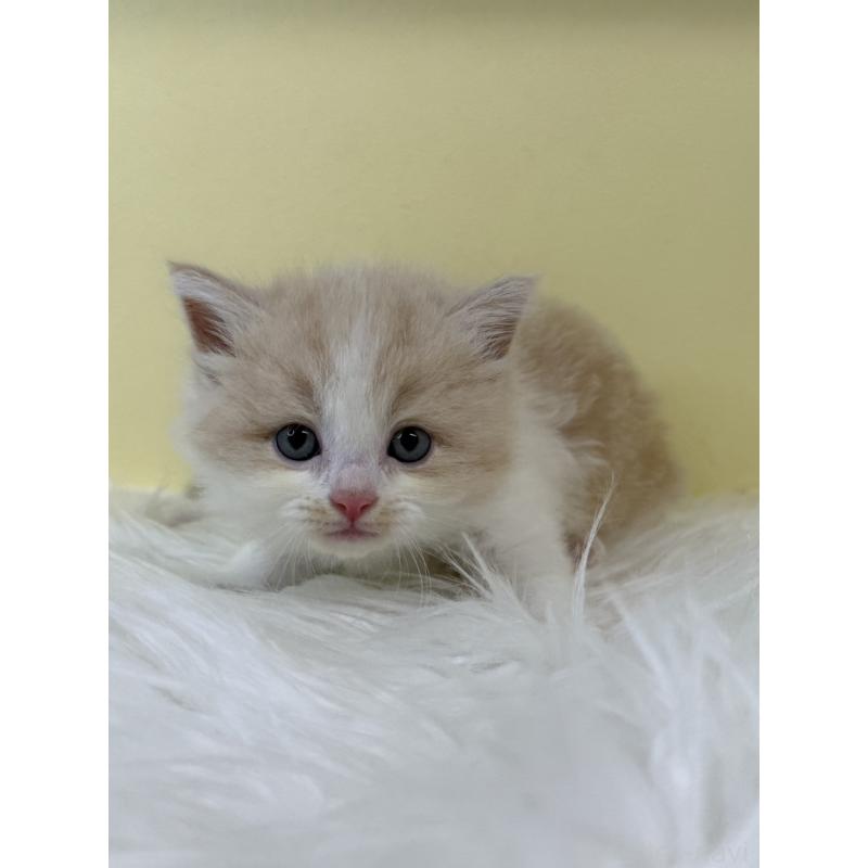 販売中の埼玉県のラガマフィン-134049の5枚目