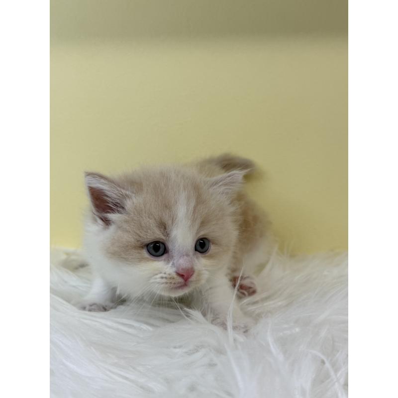 販売中の埼玉県のラガマフィン-134049の4枚目