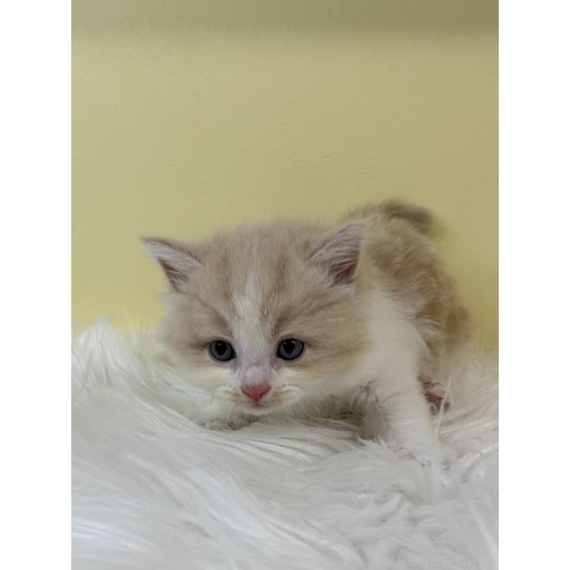 販売中の埼玉県のラガマフィン-134049の3枚目