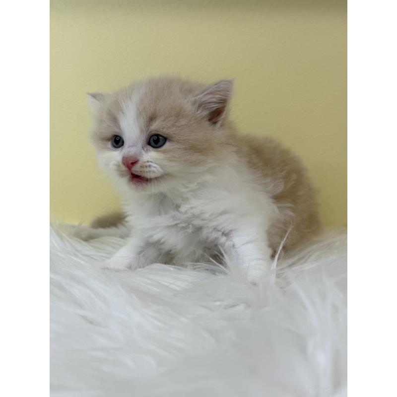 販売中の埼玉県のラガマフィン-134049の2枚目