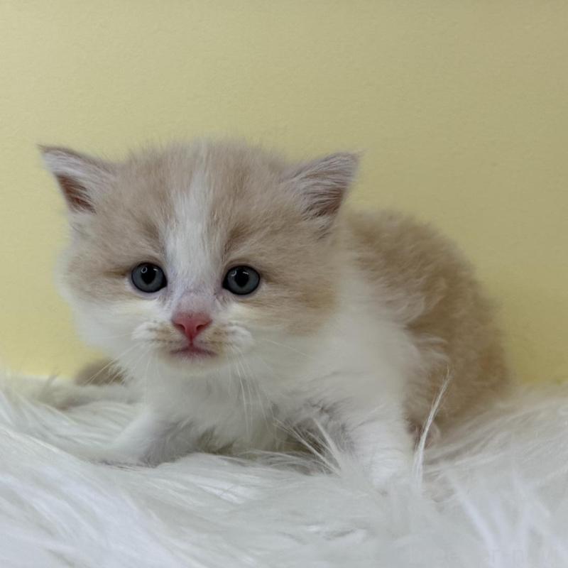 販売中の埼玉県のラガマフィン-134049の1枚目