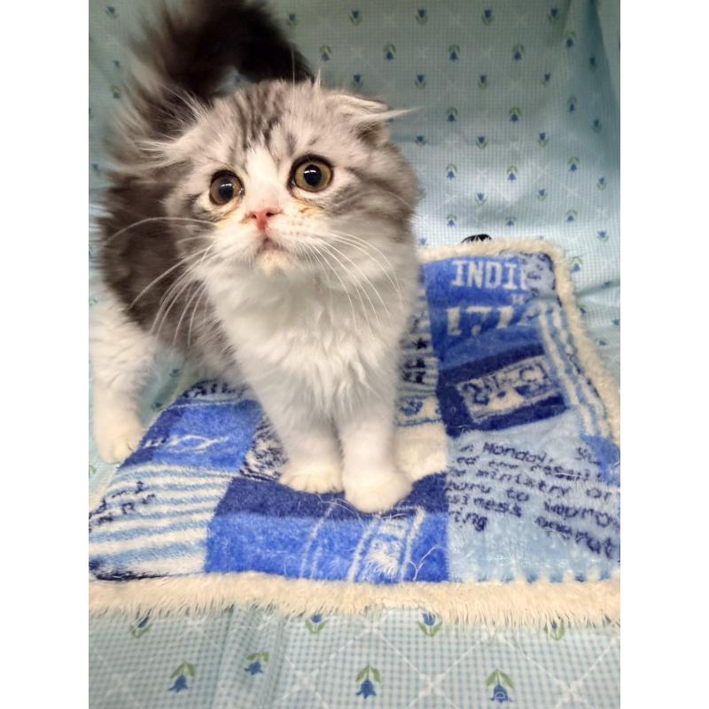 販売中の長野県のスコティッシュフォールド-131855の5枚目