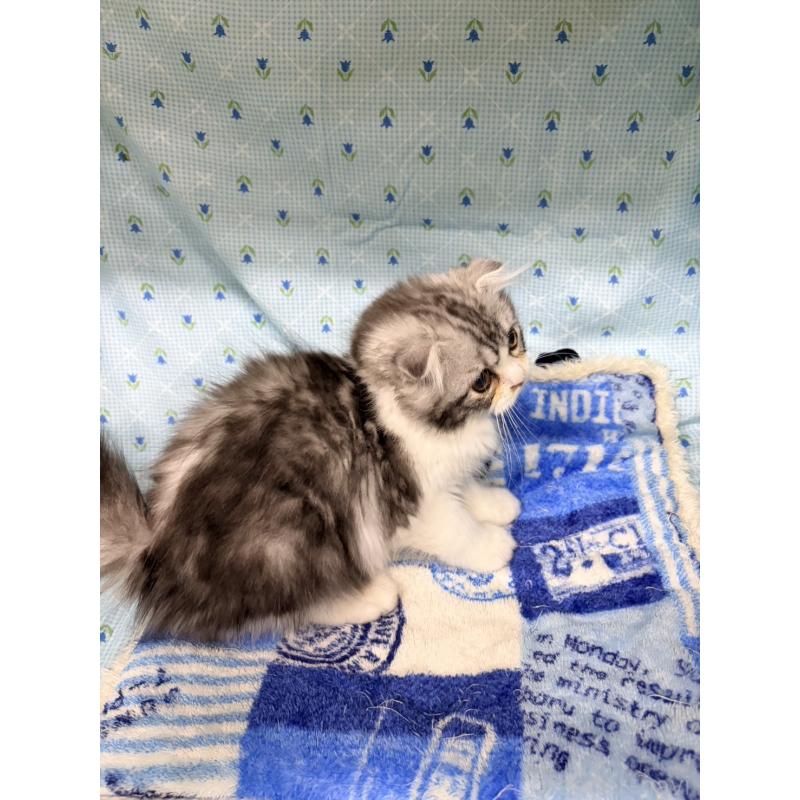 販売中の長野県のスコティッシュフォールド-131855の4枚目