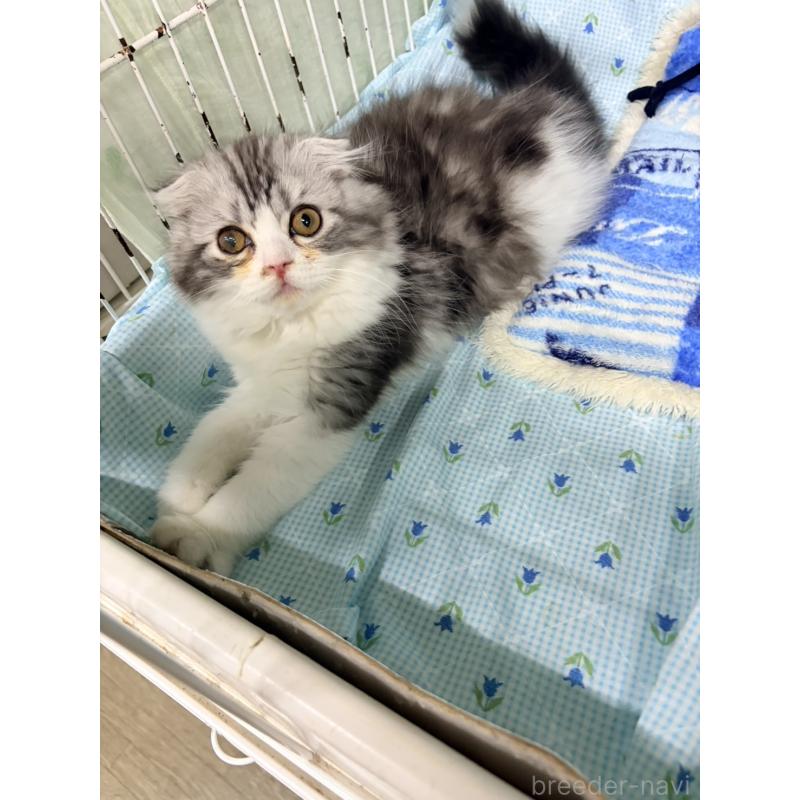 販売中の長野県のスコティッシュフォールド-131855の3枚目