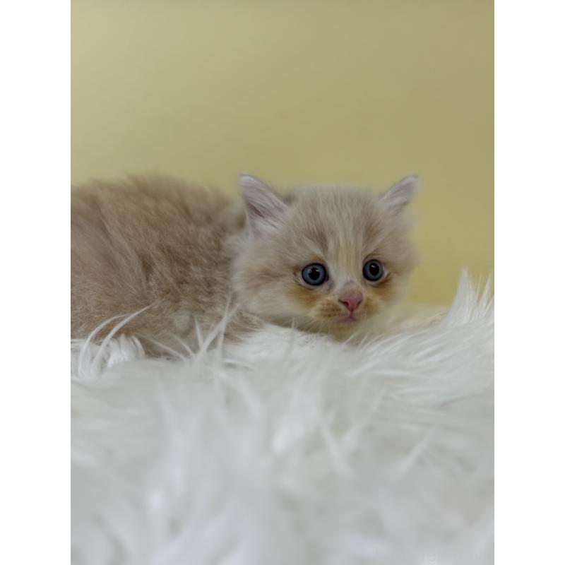 販売中の埼玉県のサイベリアン-134050の3枚目