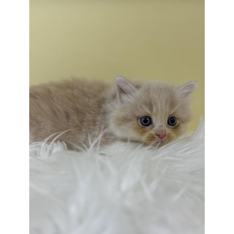 販売中の埼玉県のサイベリアン-134050の2枚目