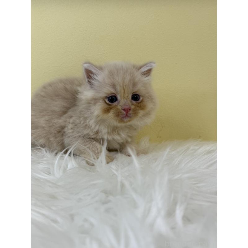 販売中の埼玉県のサイベリアン-134051の4枚目