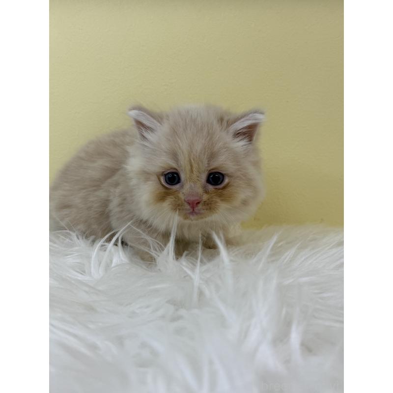 販売中の埼玉県のサイベリアン-134051の2枚目