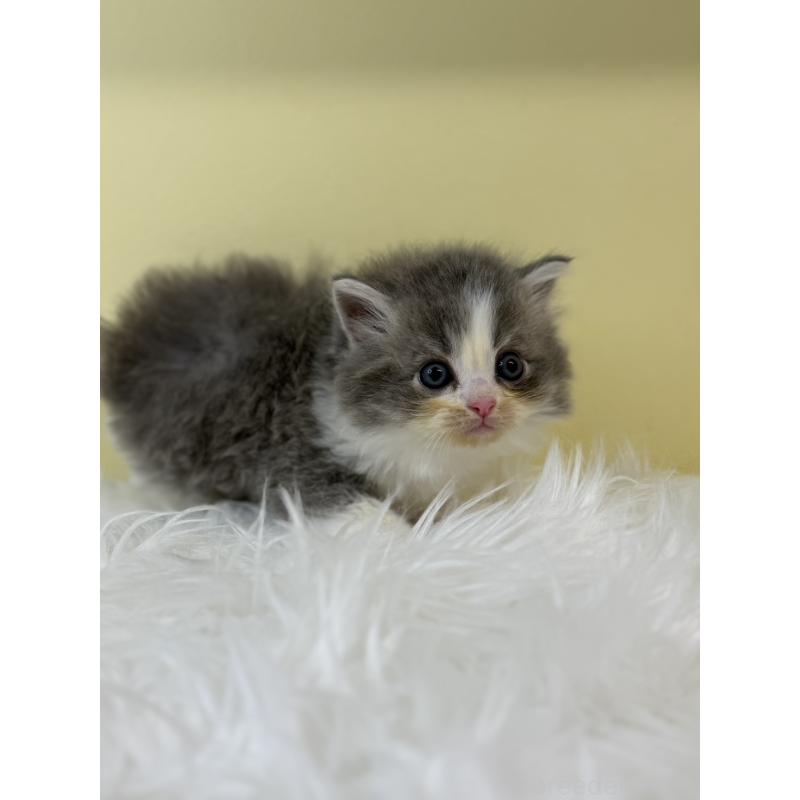 販売中の埼玉県のサイベリアン-134052の4枚目