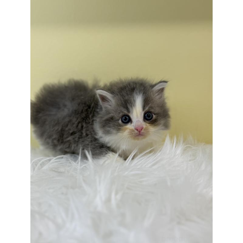 販売中の埼玉県のサイベリアン-134052の3枚目