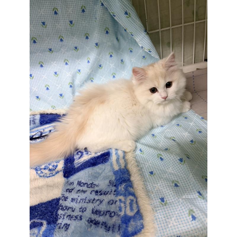 販売中の長野県のスコティッシュフォールド-131856の2枚目