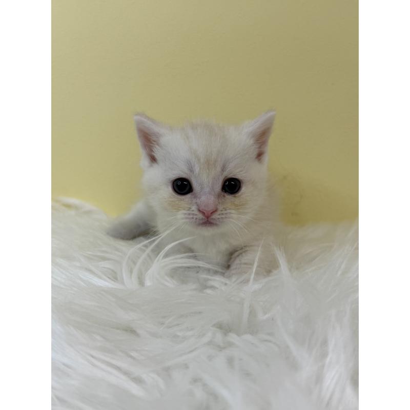 販売中の埼玉県のマンチカン(短足)-134053の4枚目