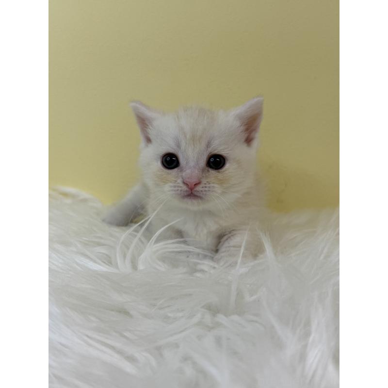 販売中の埼玉県のマンチカン(短足)-134053の3枚目