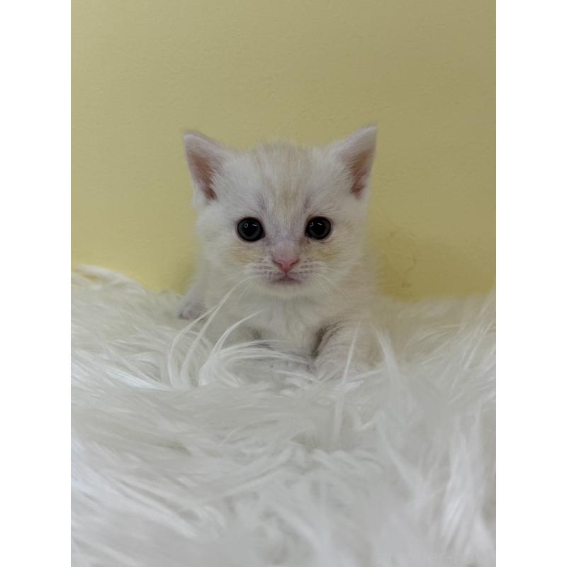 販売中の埼玉県のマンチカン(短足)-134053の2枚目