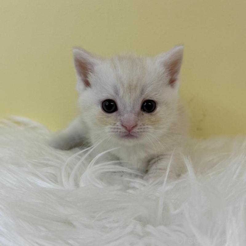 販売中の埼玉県のマンチカン(短足)-134053の1枚目