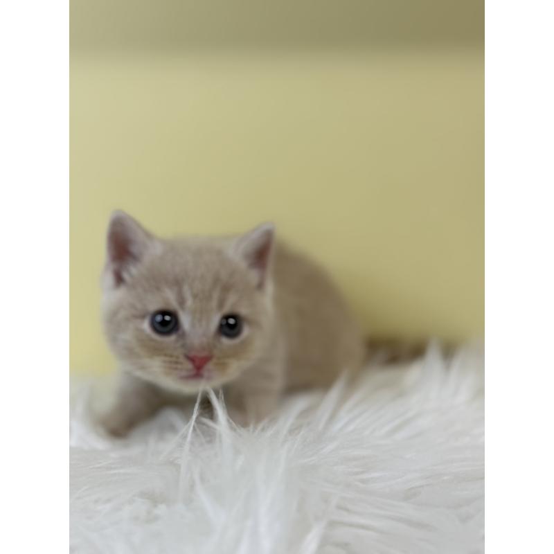 販売中の埼玉県のマンチカン-134054の3枚目