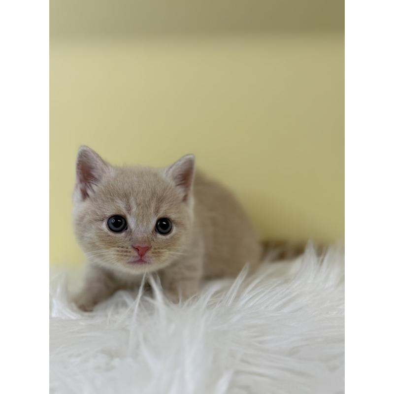 販売中の埼玉県のマンチカン-134054の2枚目