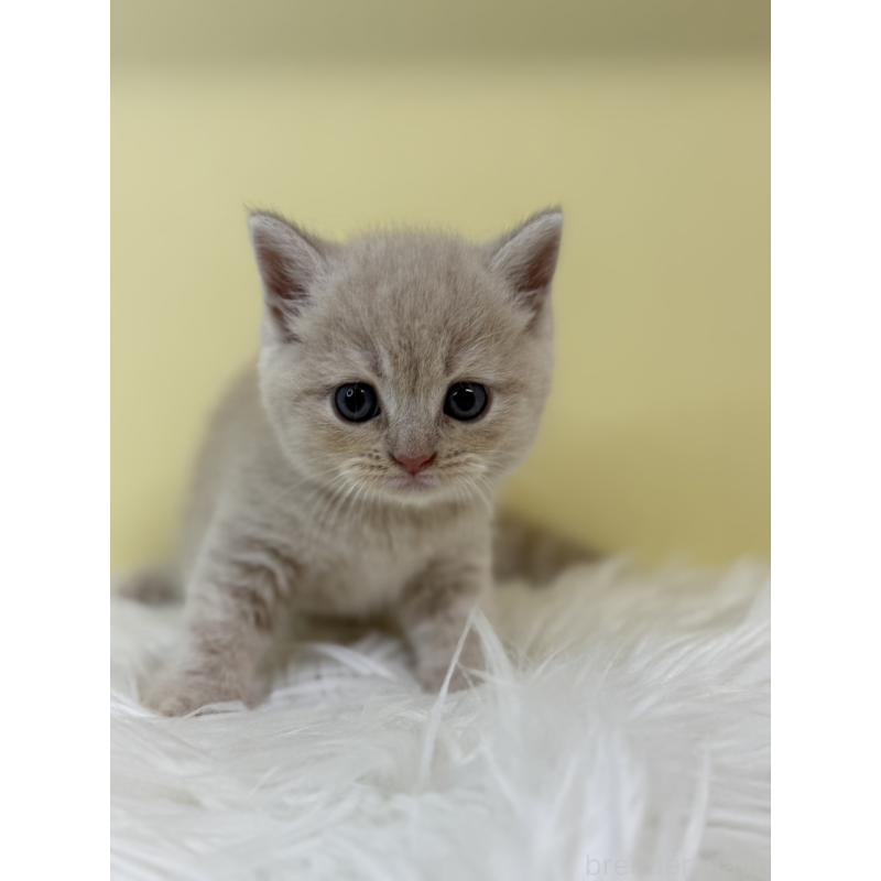 販売中の埼玉県のマンチカン-134055の4枚目