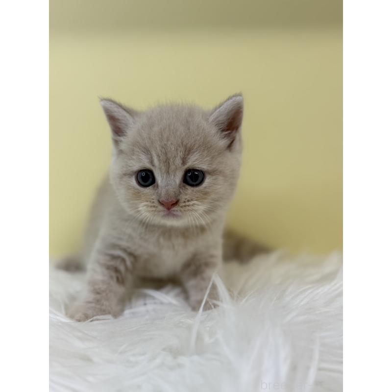 販売中の埼玉県のマンチカン-134055の3枚目