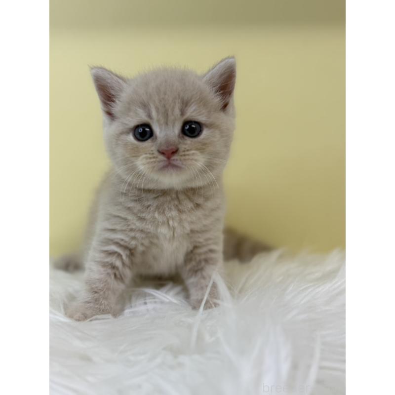 販売中の埼玉県のマンチカン-134055の2枚目