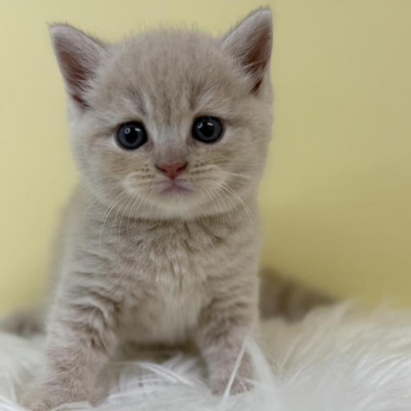 販売中の埼玉県のマンチカン-134055の1枚目