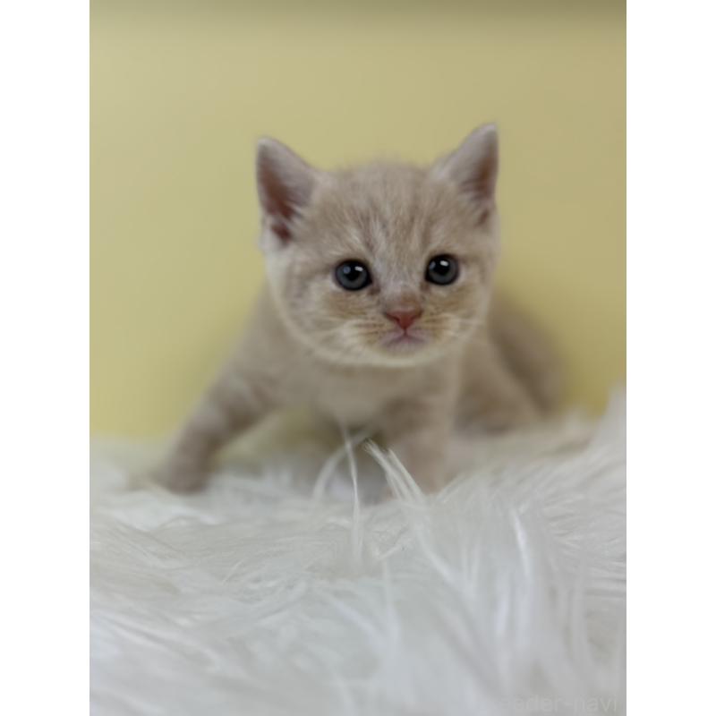 販売中の埼玉県のマンチカン-134056の4枚目