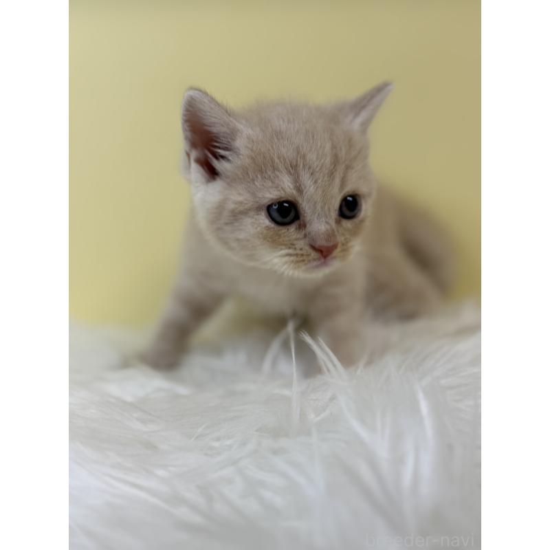 販売中の埼玉県のマンチカン-134056の3枚目