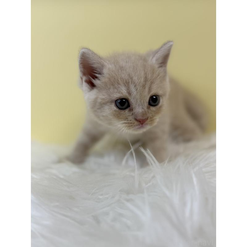 販売中の埼玉県のマンチカン-134056の2枚目