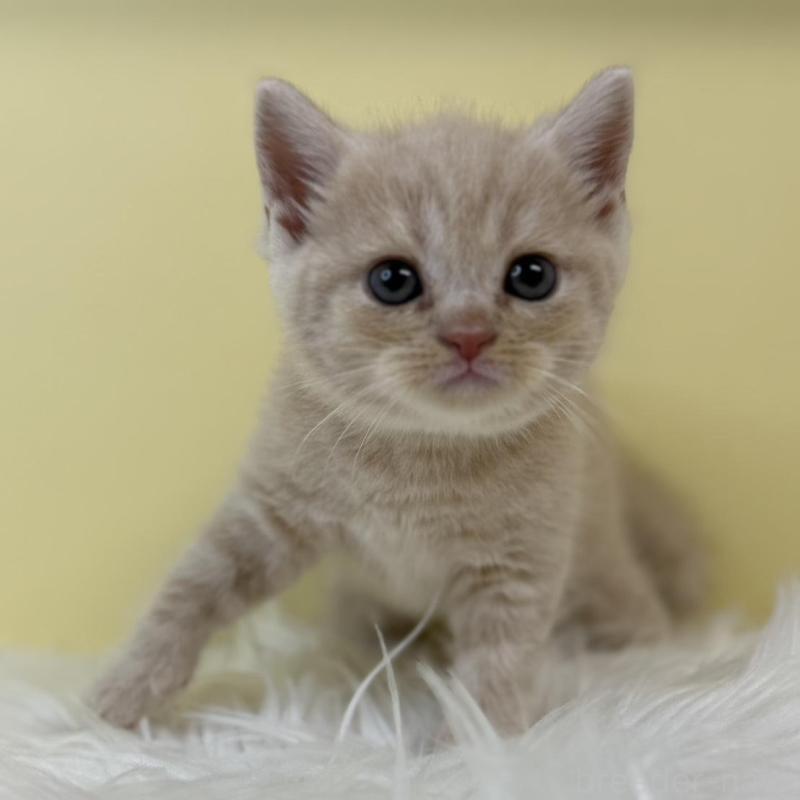 販売中の埼玉県のマンチカン-134056の1枚目