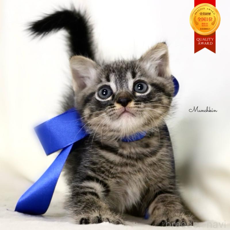 販売中の栃木県のマンチカン-133323