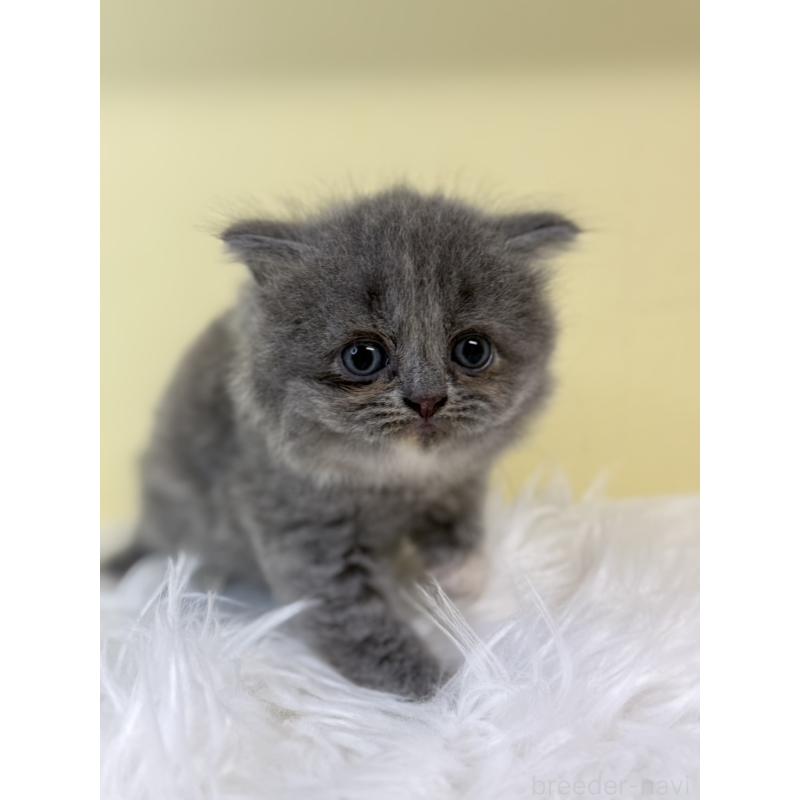 販売中の埼玉県のサイベリアン-134057の4枚目