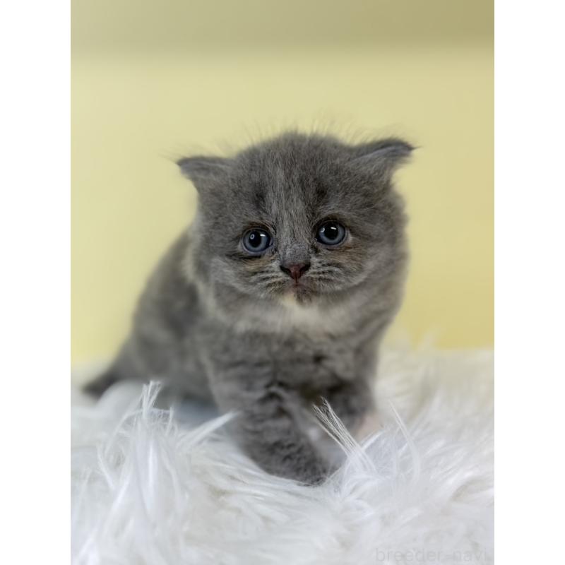 販売中の埼玉県のサイベリアン-134057の3枚目