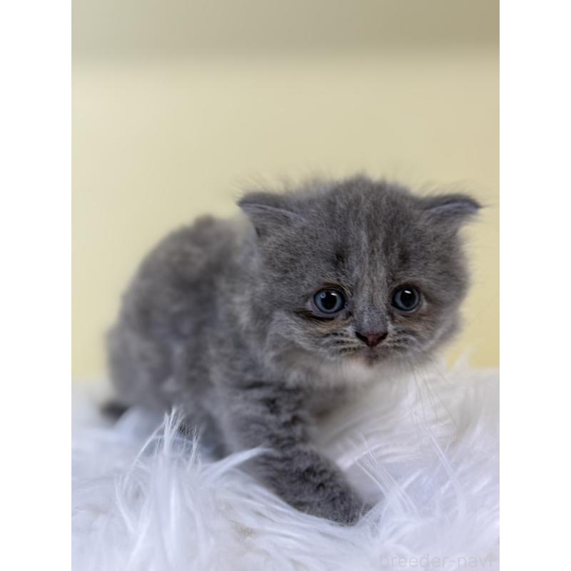 販売中の埼玉県のサイベリアン-134057の2枚目