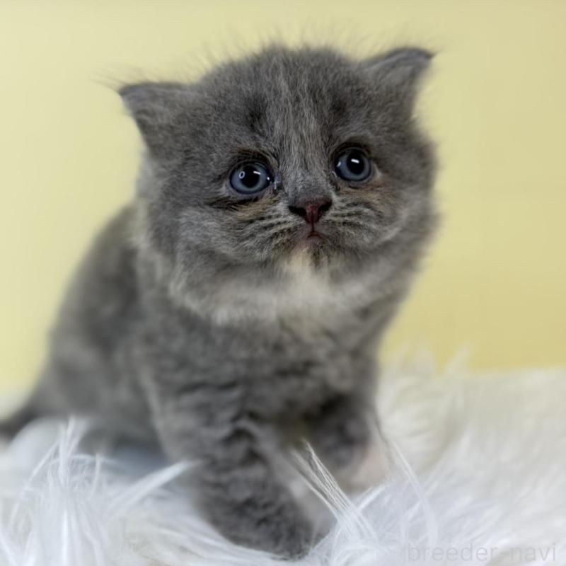 販売中の埼玉県のサイベリアン-134057の1枚目