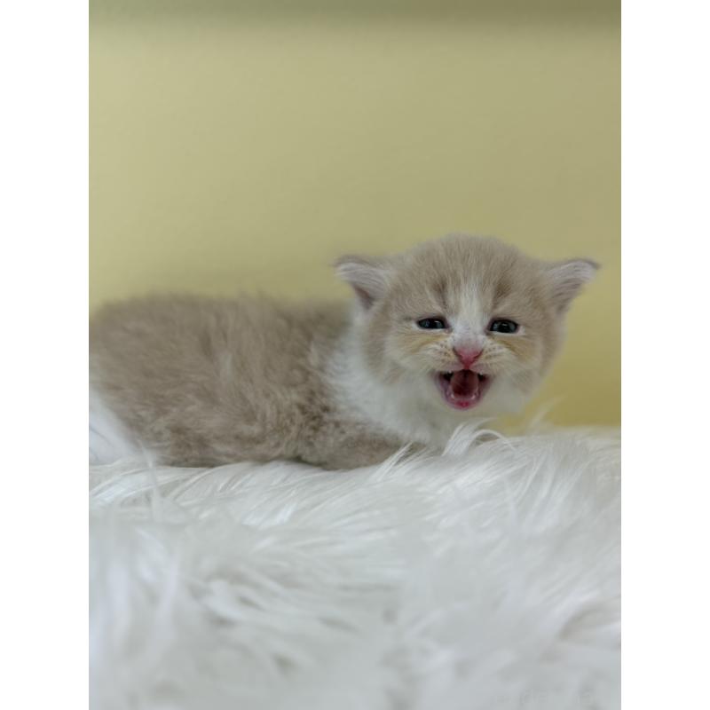 販売中の埼玉県のサイベリアン-134058の4枚目