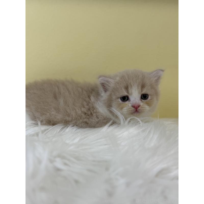 販売中の埼玉県のサイベリアン-134058の3枚目