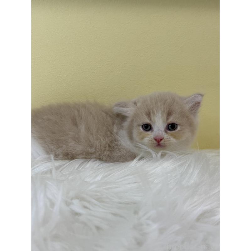 販売中の埼玉県のサイベリアン-134058の2枚目