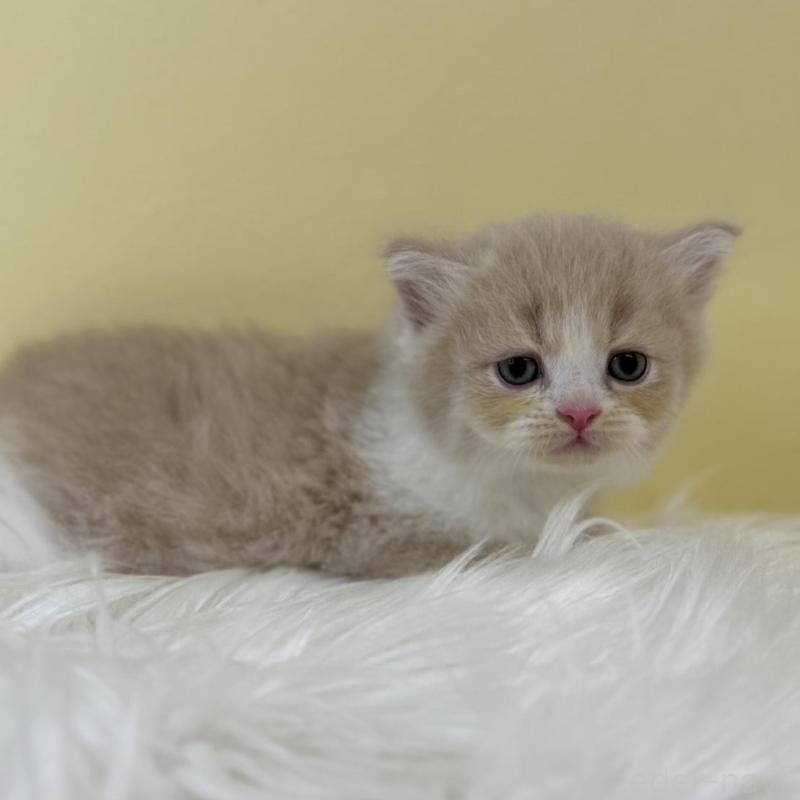 販売中の埼玉県のサイベリアン-134058の1枚目