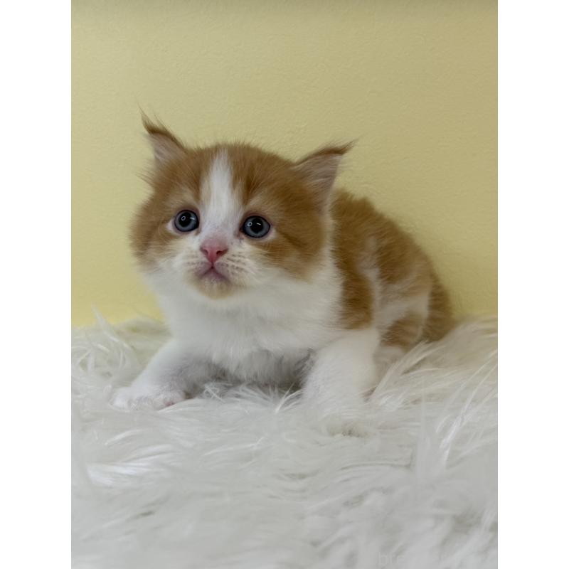 販売中の埼玉県のサイベリアン-134059の4枚目