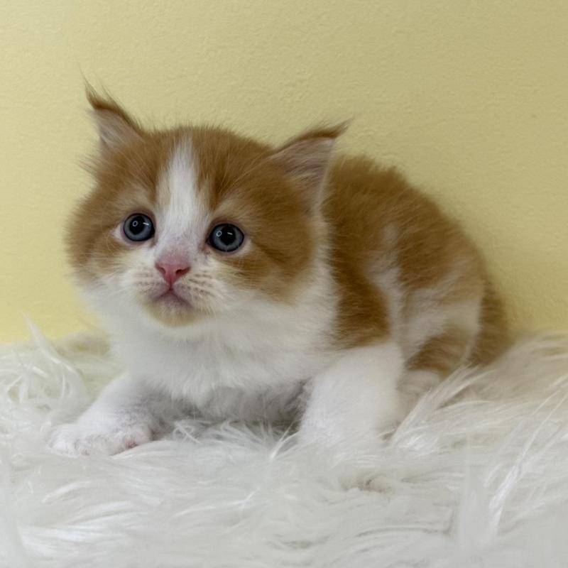 販売中の埼玉県のサイベリアン-134059の1枚目