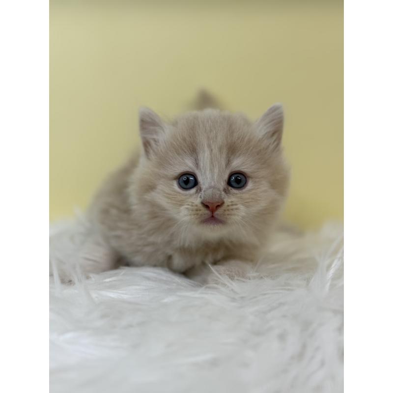 販売中の埼玉県のサイベリアン-134060の4枚目