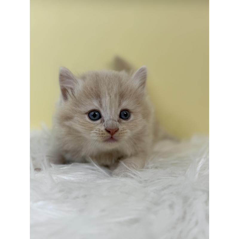 販売中の埼玉県のサイベリアン-134060の3枚目