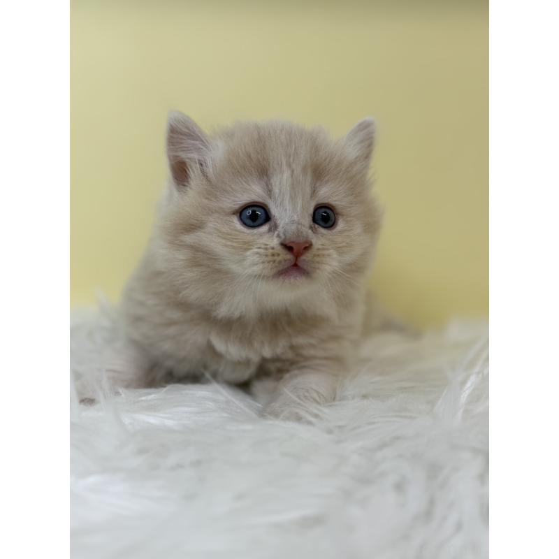 販売中の埼玉県のサイベリアン-134060の2枚目