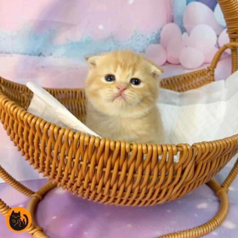 販売中の大阪府のスコティッシュフォールド(折れ耳)-134061の1枚目