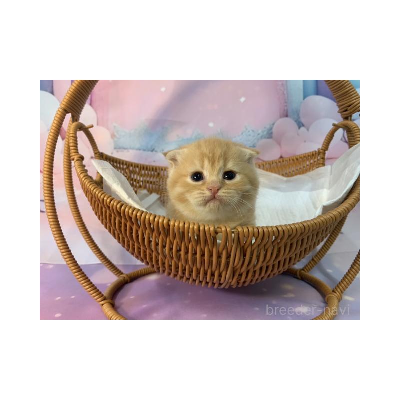 販売中の大阪府のスコティッシュフォールド(折れ耳)-134061の5枚目