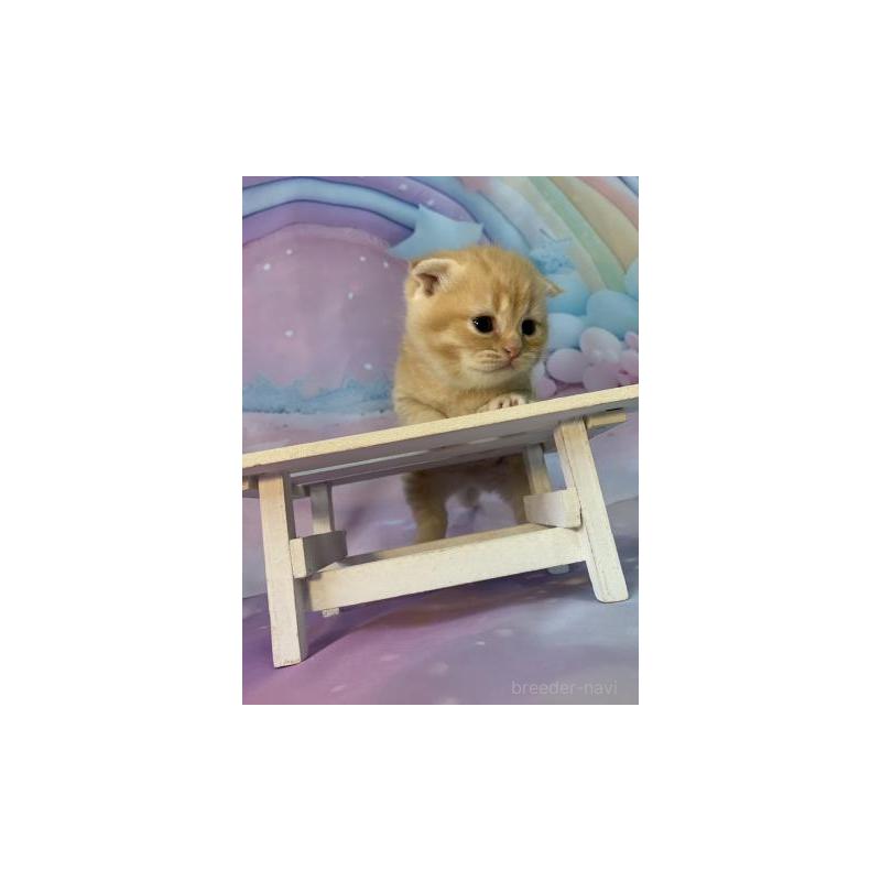 販売中の大阪府のスコティッシュフォールド(折れ耳)-134061の6枚目