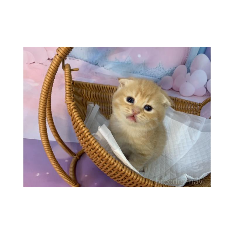 販売中の大阪府のスコティッシュフォールド(折れ耳)-134061の4枚目